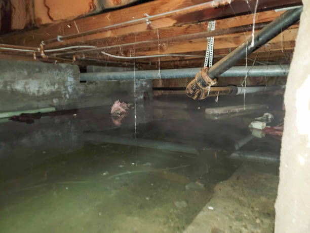 Best Local water damage restoration  in Elmwood, LA