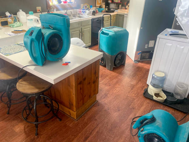 Best Mold removal after water damage  in Elmwood, LA